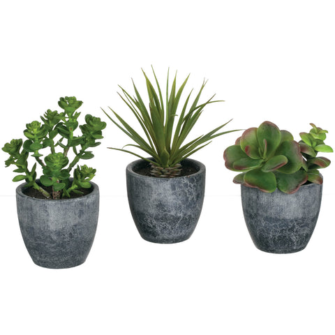 Potted Succulent