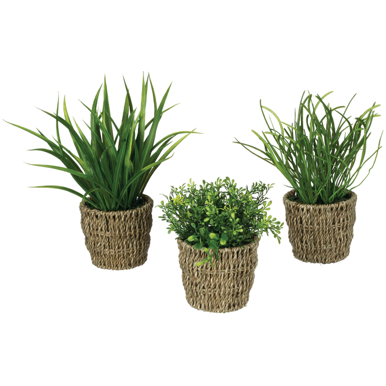 Potted Foliage in Basket