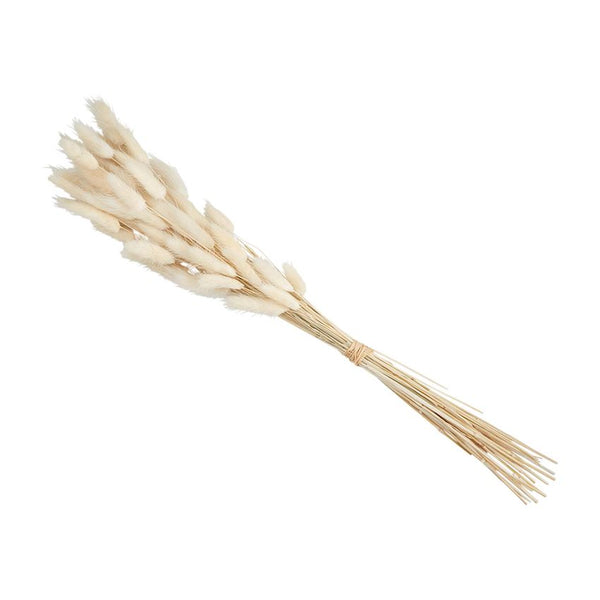 *Preserved Lagrus Grass