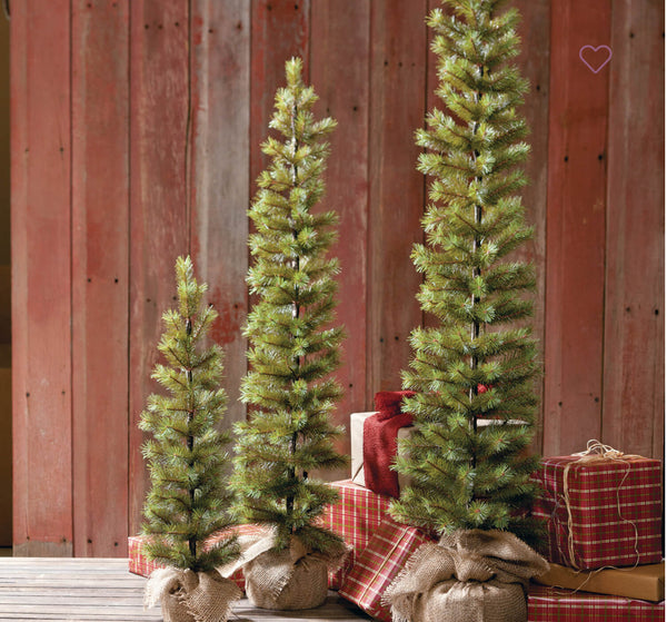 Needle Pencil Tree