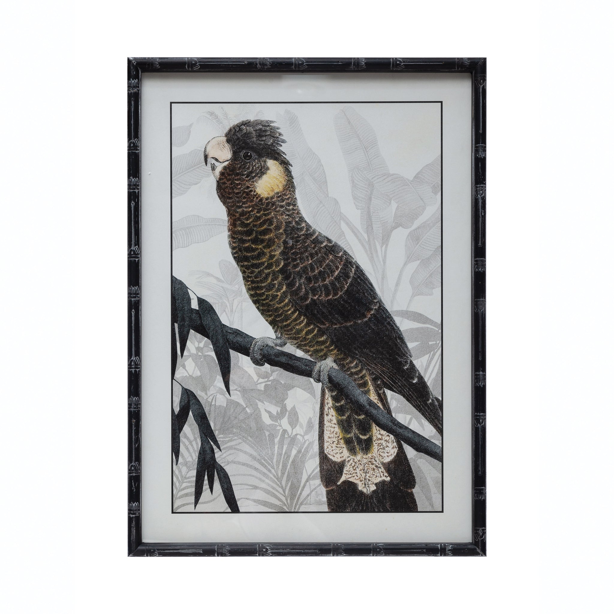 Parrot Framed Print