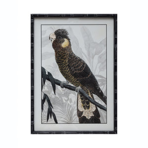 Parrot Framed Print