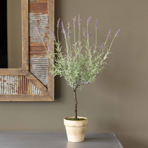 Potted Lavender Topiary