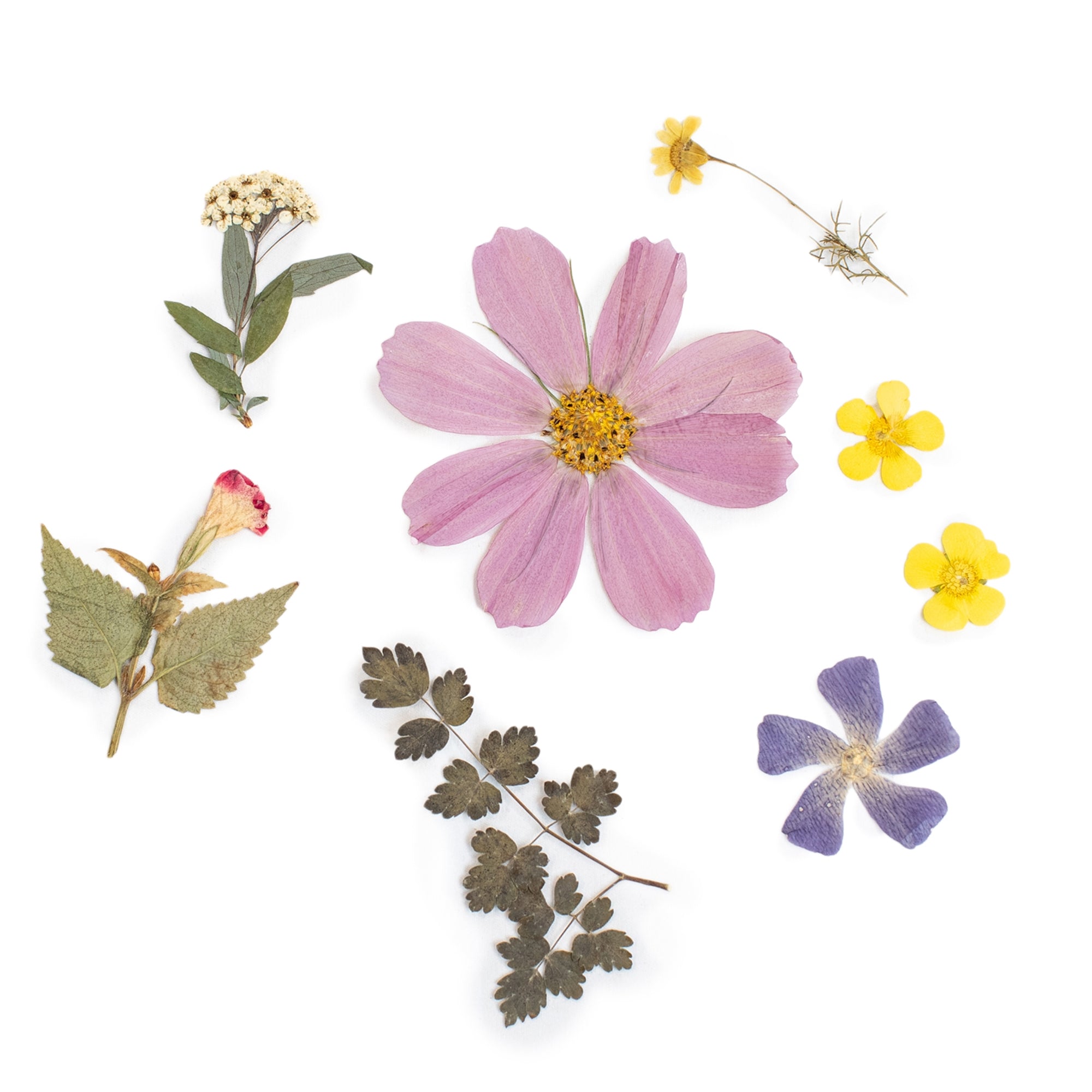 Pressed Botanical
