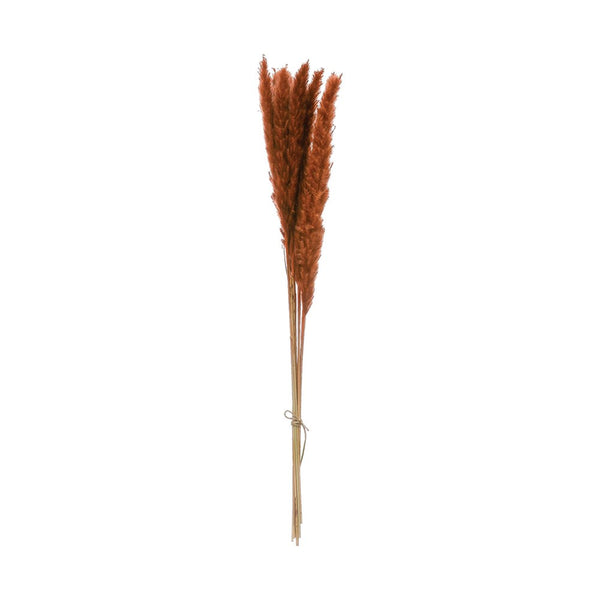 Dried Pampas Grass, Saffron