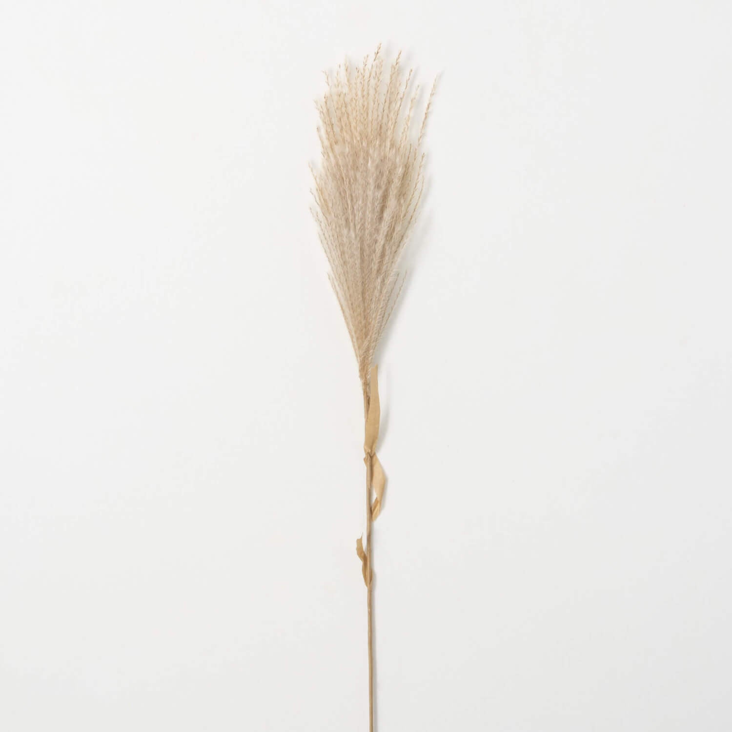 Wispy Reed Spray